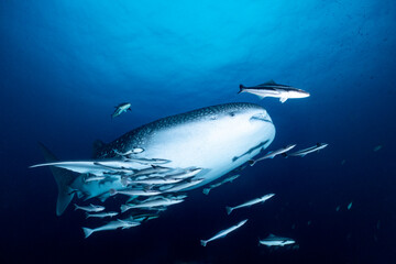 Whaleshark (Rhincodon typus) with the blue copy space, remora fish swimming next to the shark in South East Asia, Thailand, Koh Tao