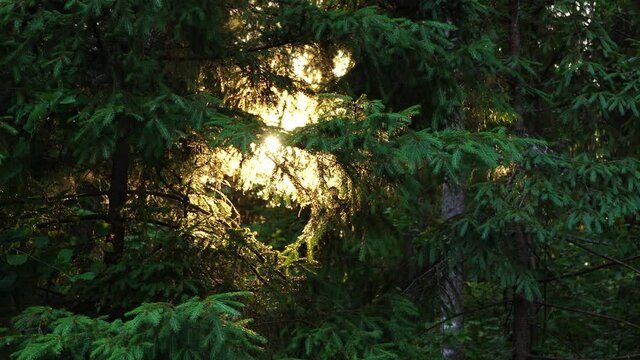 The sun shines through the spruce branches