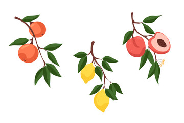 Set of different fruits. Branch with oranges. Branch with lemons. Branch with peaches. Vector illustration.
