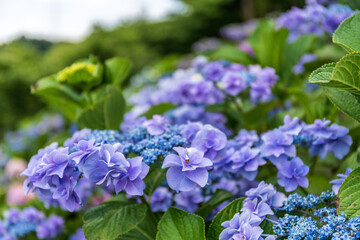 梅雨時に咲くアジサイ