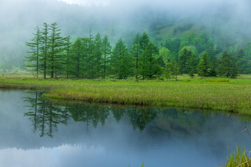 朝霧に包まれる初夏の芳ヶ平湿原