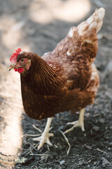 Huhn