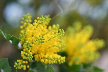 yellow flowers in the garden