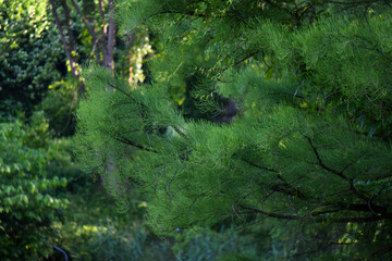 landscape of trees in a German park 