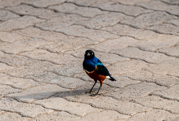 beautiful birds of africa with an unusual coloring in natural conditions