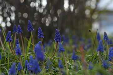 flowers in the garden