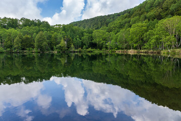 志賀高原木戸池に映る新緑の木々