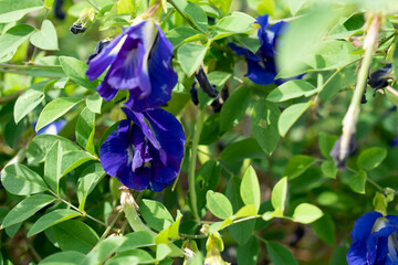 ฺButterfly pea or Clitoria flowers bloom purple color. With bright sunlight. fence flowers. Ingredients for healthy juices.