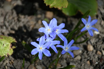 flowers in the garden
