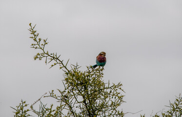 Lilac-breasted Roller sits on a tree branch in a national park