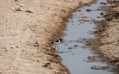 beautiful birds of africa with an unusual coloring in natural conditions