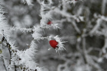 red berries in snow