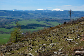 Wycięte drzewa © Grzegorz Polak