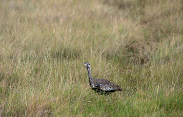 Obraz na płótnie Canvas beautiful birds of africa with an unusual coloring in natural conditions