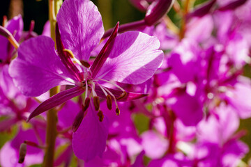 Closeup of fireweed flower, also known as blooming Sally. Macro of rosebay willowherb with copy space. Fireweed herbal tea.
