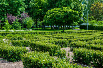 landscape design of a maze of green bushes of hedge on a sunny summer day in a botanical garden...