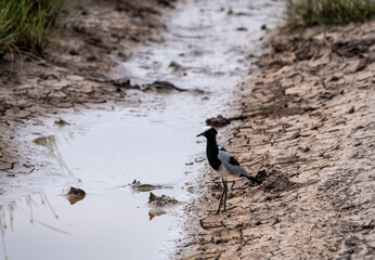 beautiful birds of africa with an unusual coloring in natural conditions