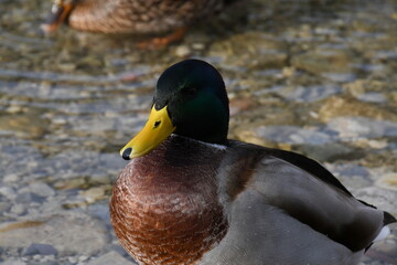 duck on the water