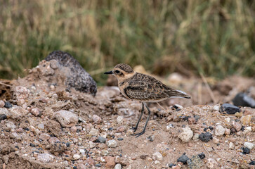 beautiful birds of africa with an unusual coloring in natural conditions