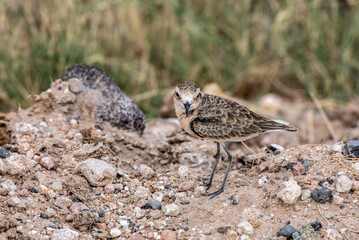 beautiful birds of africa with an unusual coloring in natural conditions