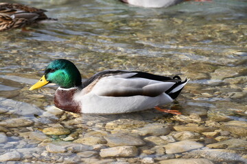 duck on the water