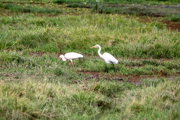 beautiful birds of africa with an unusual coloring in natural conditions