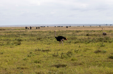 beautiful birds of africa with an unusual coloring in natural conditions