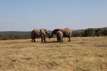 Fototapeta premium Elephants in the Addo National Elephant Park in South Africa.