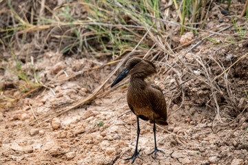 beautiful birds of africa with an unusual coloring in natural conditions