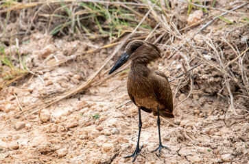 beautiful birds of africa with an unusual coloring in natural conditions