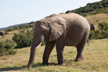 Fototapeta na wymiar Elephants in the Addo National Elephant Park in South Africa.