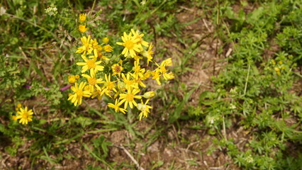 Jakobsblume