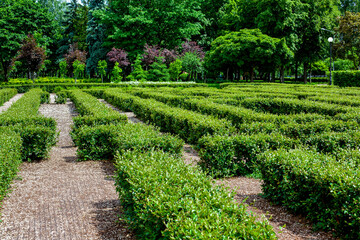 Fototapeta na wymiar park maze of green bushes in the backyard with pebbled walking trail on a sunny summer day in a botanical garden with trees in the back, nobody.