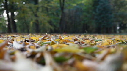 autumn leaves in the park