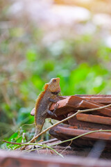 Closeup portrait of chameleon in Indian Forest	