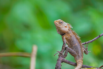 Closeup portrait of chameleon in Indian Forest	
