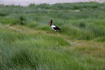 beautiful birds of africa with an unusual coloring in natural conditions
