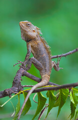 Closeup portrait of chameleon in Indian Forest	