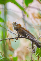 Closeup portrait of chameleon in Indian Forest	
