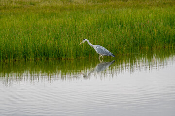 gray heron on a lake with green grass looking for food 