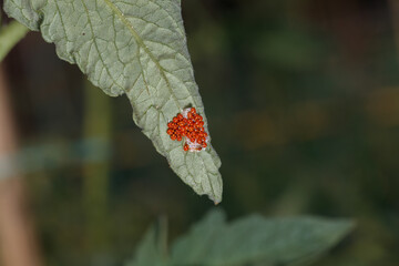 Ladybug eggs on a tomato sheet