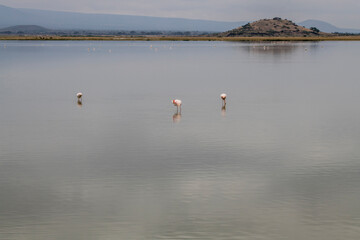 pink flamingos hunt on a lake with green water on a cloudy day 