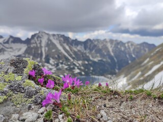 Kwiaty i śnieżne góry © Alina