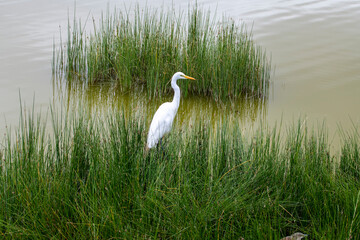 beautiful birds of africa with an unusual coloring in natural conditions