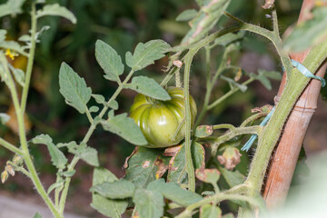 tomato plant in organic garden