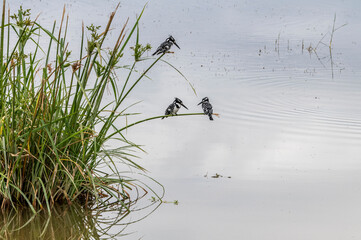 beautiful birds of africa with an unusual coloring in natural conditions