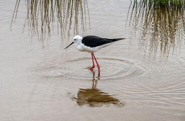 beautiful birds of africa with an unusual coloring in natural conditions