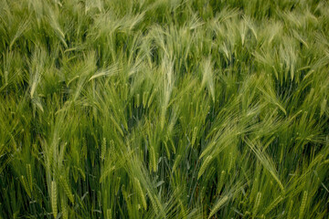 Ripening ears of meadow wheat field. Rich harvest Concept. Ears of green wheat close up.