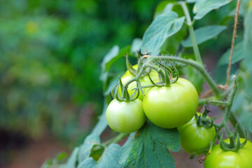 Fresh healthy tomatoes growing in Indian garden