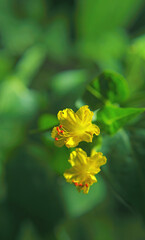 Beautiful yellow flowers of Mirabilis jalapa or The Four o’ Clock in summer garden	
